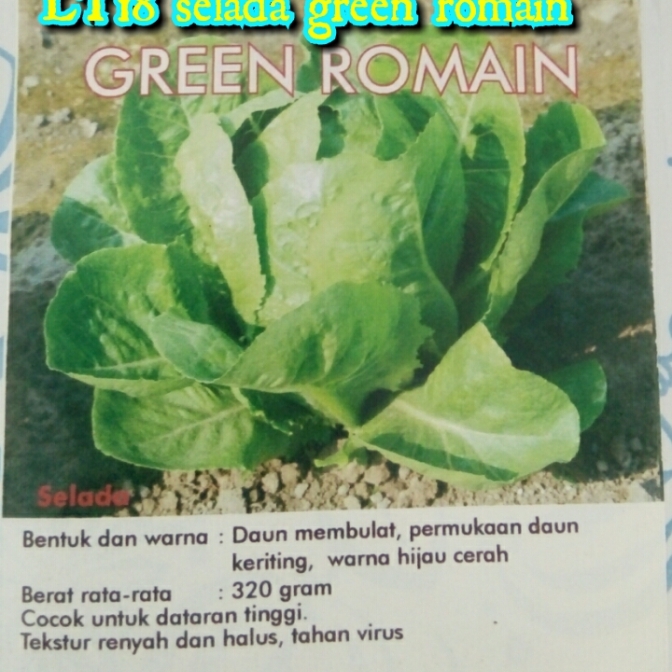 lt18-selada-green-romain