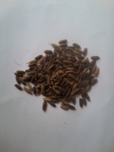Satu malai padi menghasilkan 150-200 biji gabah